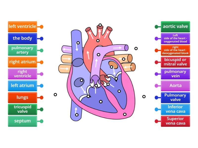 Labelling the heart - blood flow - Labelled diagram