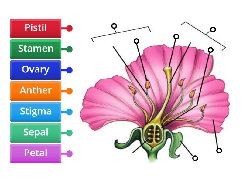 Flower Structure - Labelled diagram