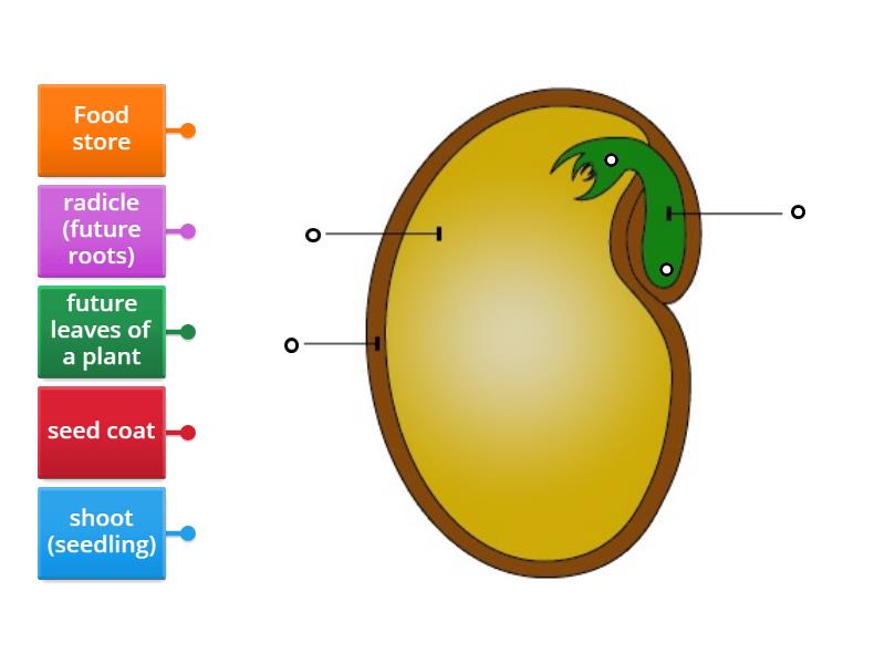 Parts of a Seed - Labelled diagram