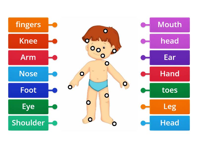 Parts of the body - Labelled diagram