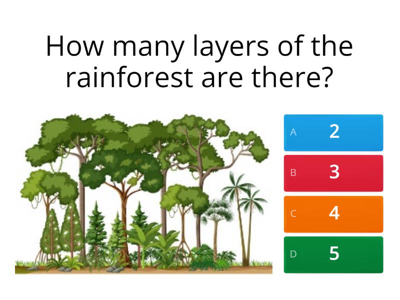 Rainforest Quiz