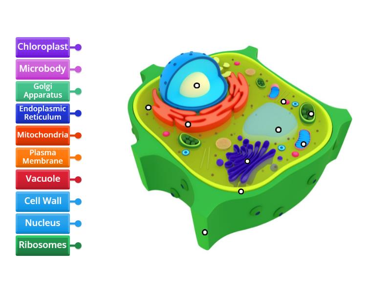 Plant Cell Label Activity - Labelled diagram