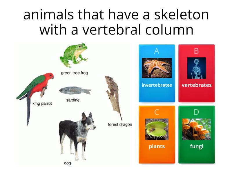 Vertebrates & INVERTEBRATES 4TH - Quiz