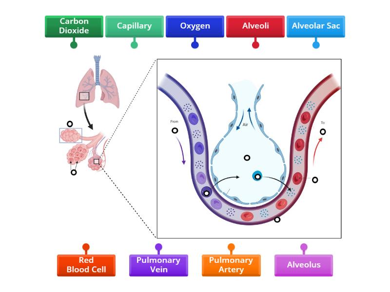 Gas Exchange in the Lungs - Labelled diagram