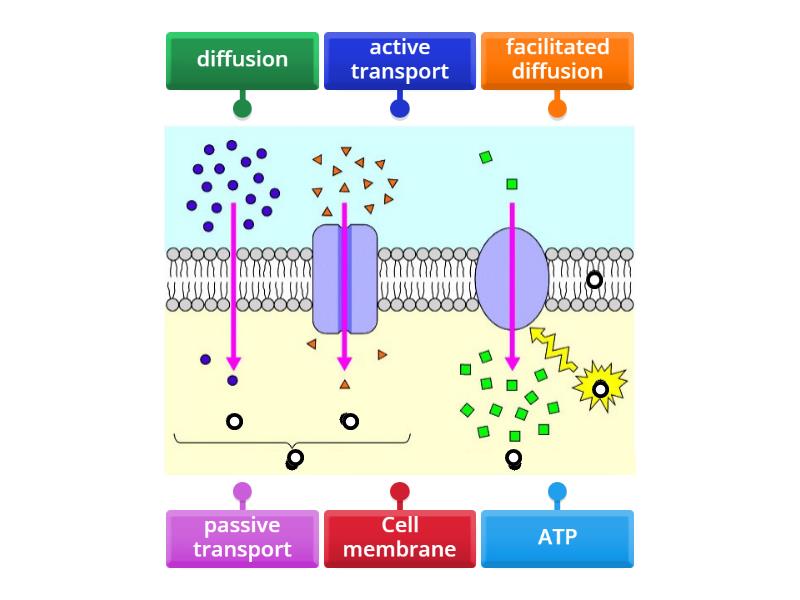 Williams Cell Transport - Labelled diagram