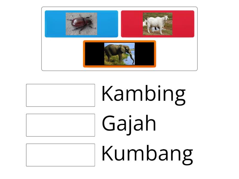 gambar haiwan dua suku kata tertutup - Match up