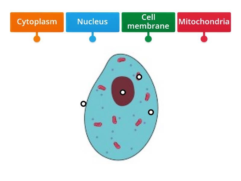 Animal cell - Labelled diagram