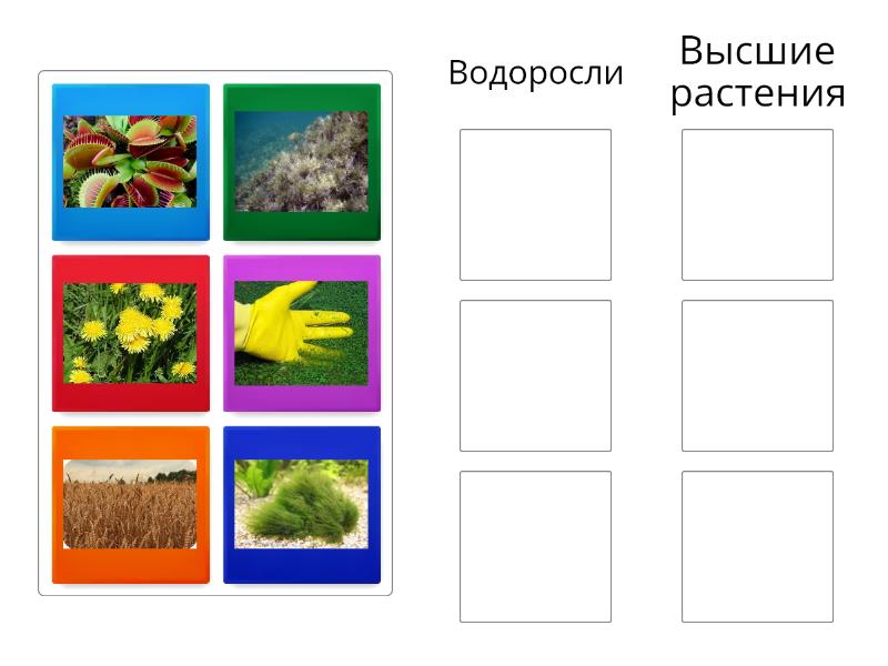 Распределите растения по 3 группам