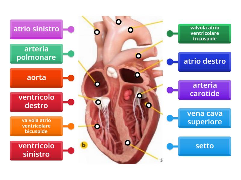 Cuore 2024 Labelled diagram