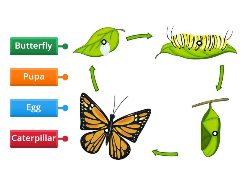 Life Cycle of a Butterfly - Labelled diagram