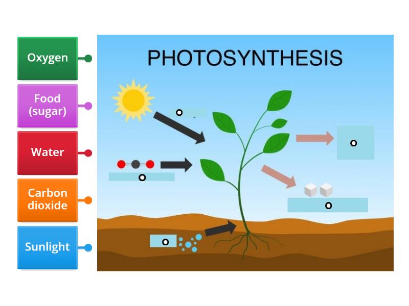 Photosynthesis Labelled diagram
