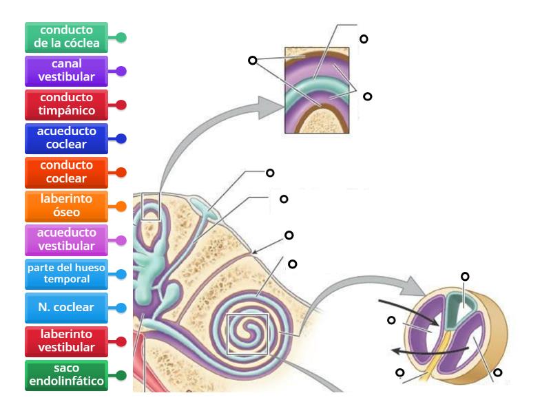 Anatomía del oído 3 - Diagrama con etiquetas
