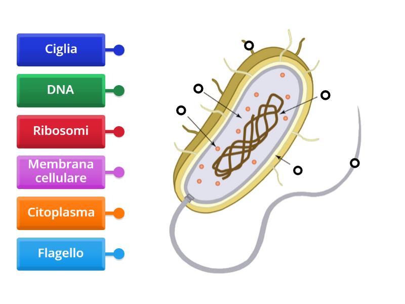 La cellula procariote - Labelled diagram