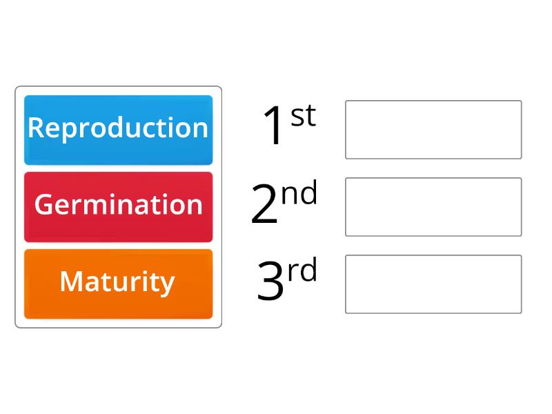 Stages In The Life Cycle Of A Seed Plan. - Rank Order