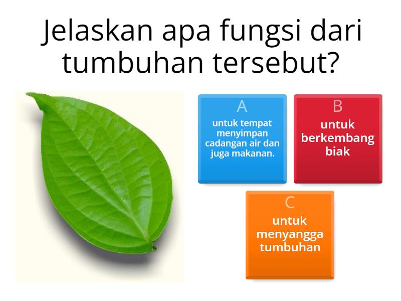 Kuis Bagian Bagian Tumbuhan - Quiz