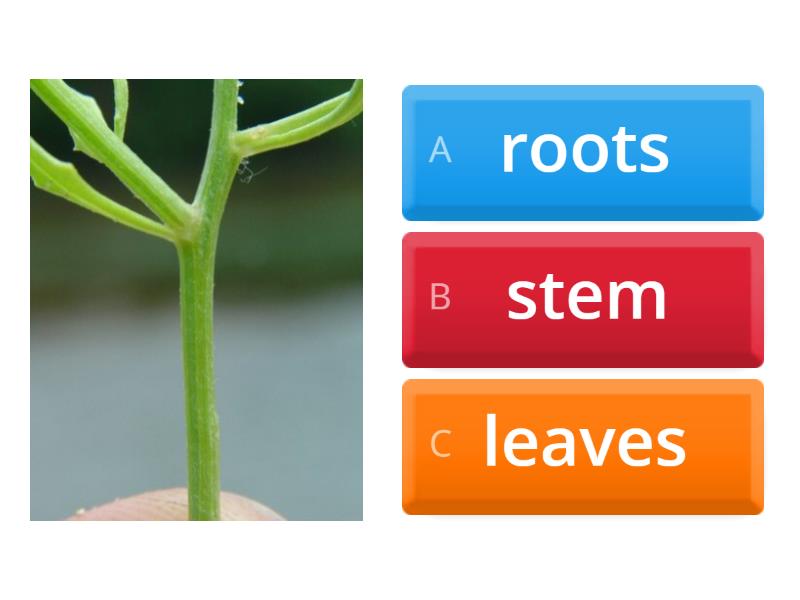 Parts Of A Plant - Quiz