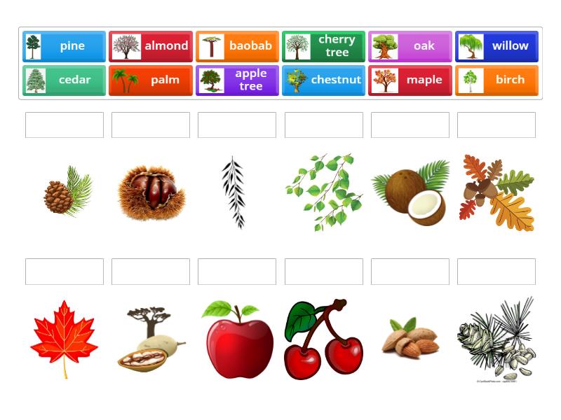 Trees, leaves and fruit - Match up
