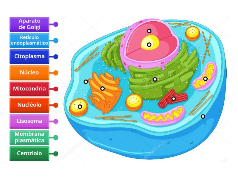 Partes de la celula animal - Labelled diagram