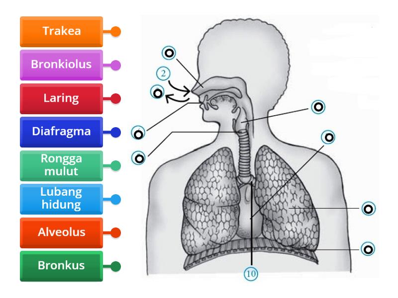 Organ Pernapasan Manusia - Labelled diagram