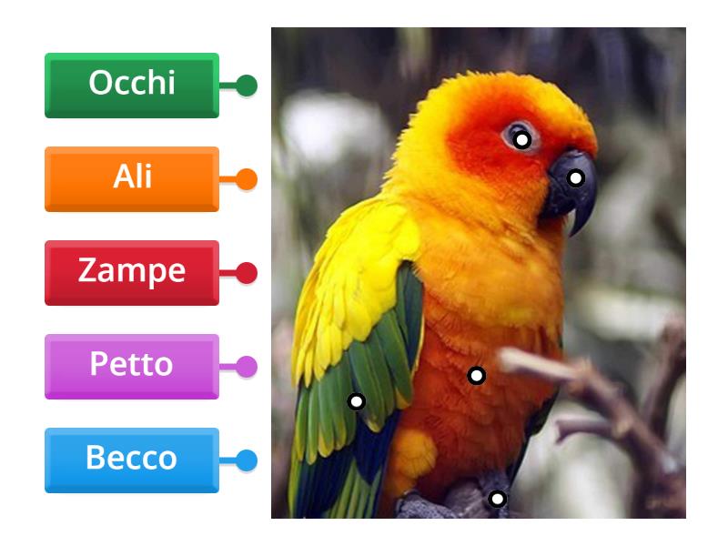 PAPPAGALLO - Labelled diagram