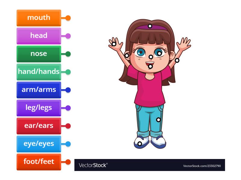 The Body - Labelled Diagram