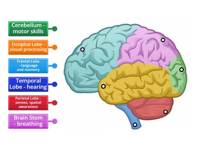 functions of the Brain - Labelled diagram