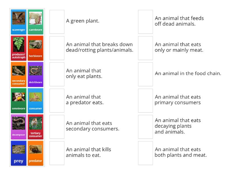 Food chain vocabulary - Match up