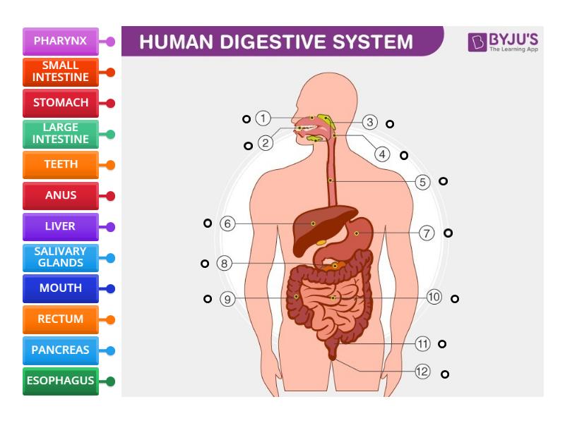 HUMAN DIGESTIVE SYSTEM - Labelled diagram