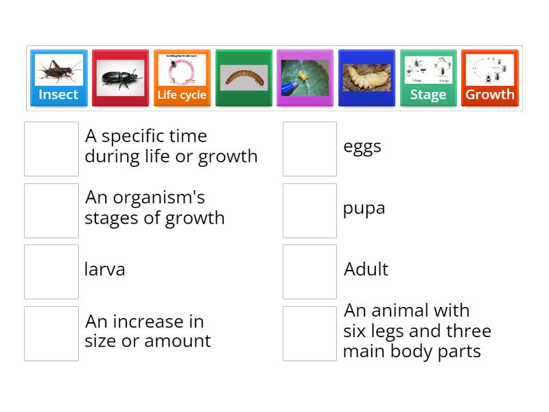 Vocabulary Matching Concept Attainment Quiz Match up