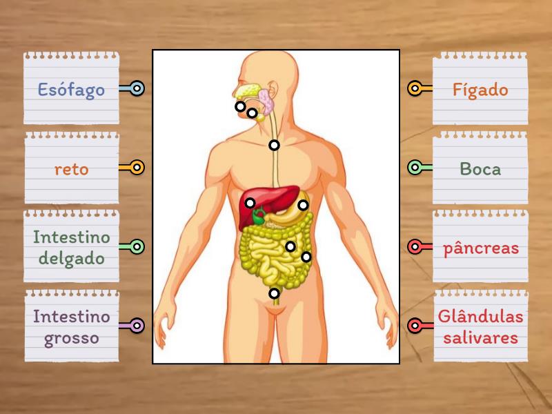 Constitui o do sistema digestivo imagem com legenda labelled diagram