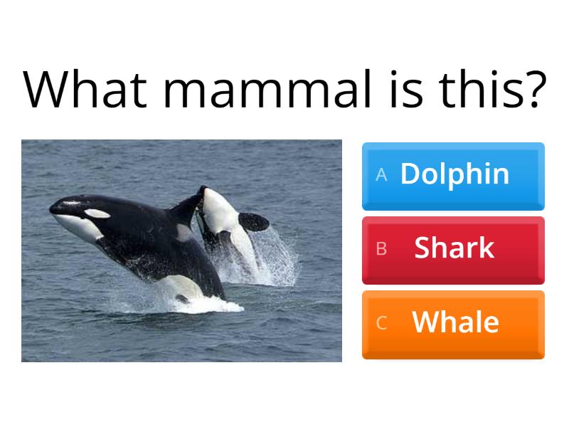 Whales - Quiz