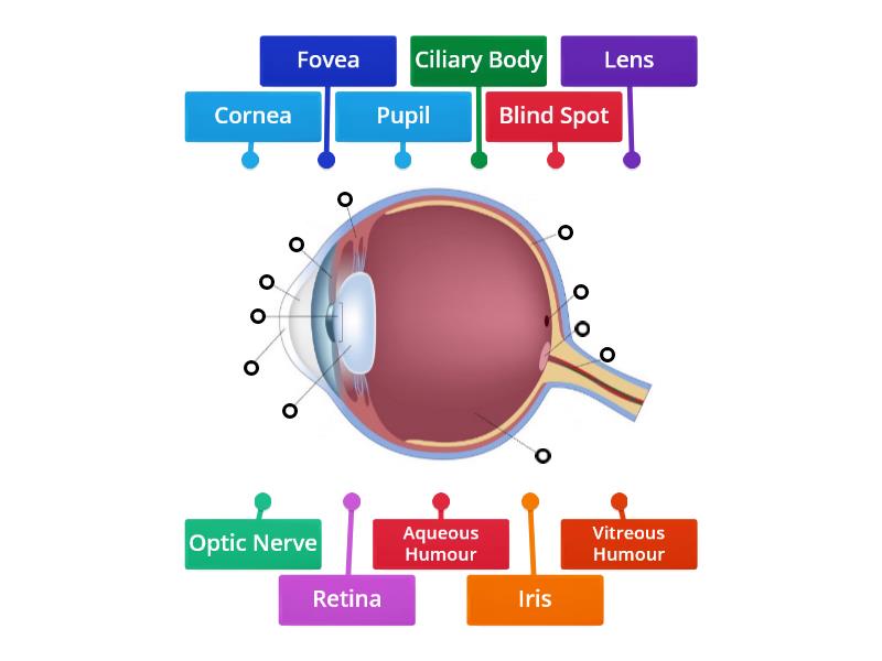 image of human eye with label and function