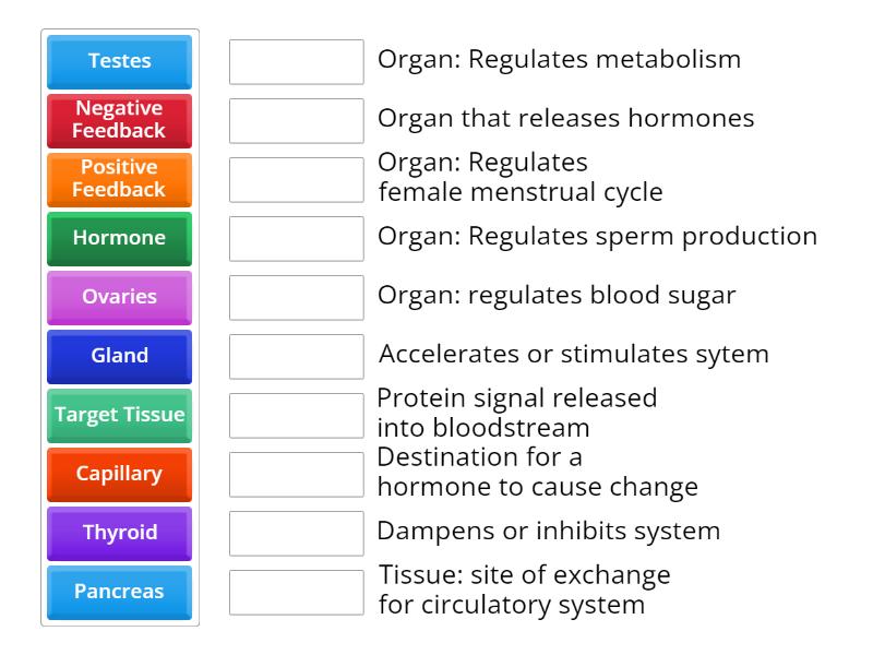 Endocrine System - Match up