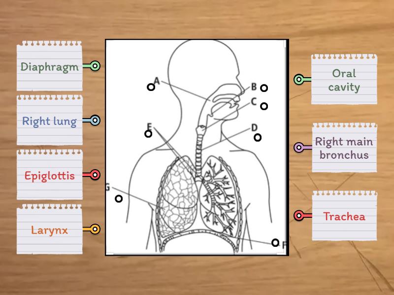 draw and label the respiratory system of the human body