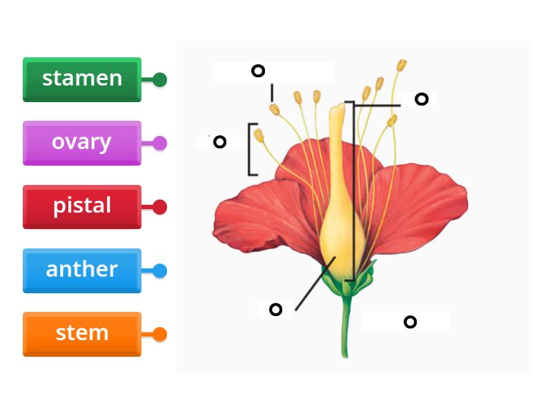Label the parts of a flower Labelled diagram