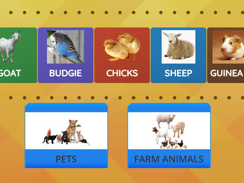 PET OR FARM ANIMAL? - Speed sorting