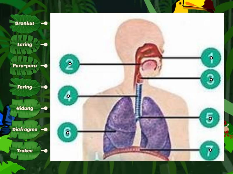 Organ Pernapasan Manusia Labelled Diagram