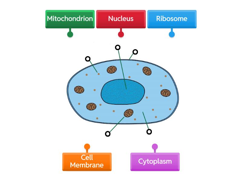 Label an Animal Cell - Labelled diagram