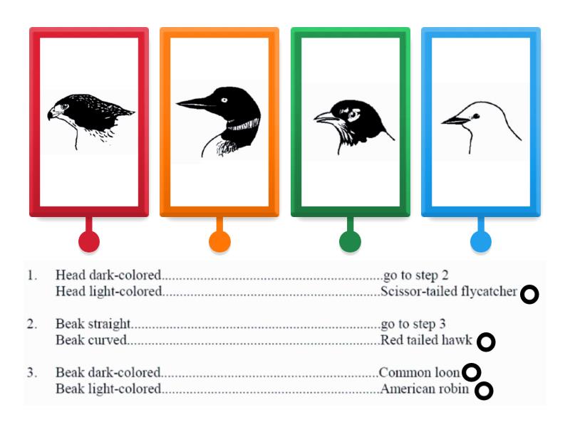 Bird Dichotomous Key - Labelled Diagram