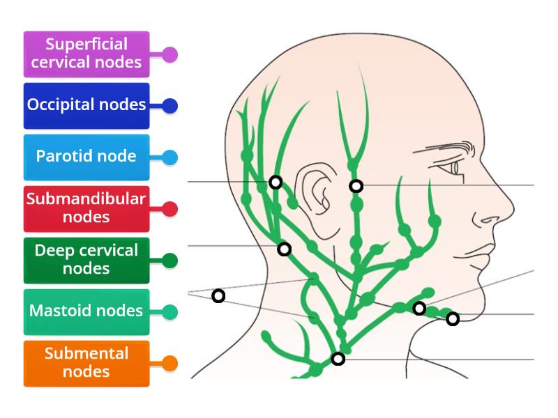 Lymph nodes head and neck - Labelled diagram