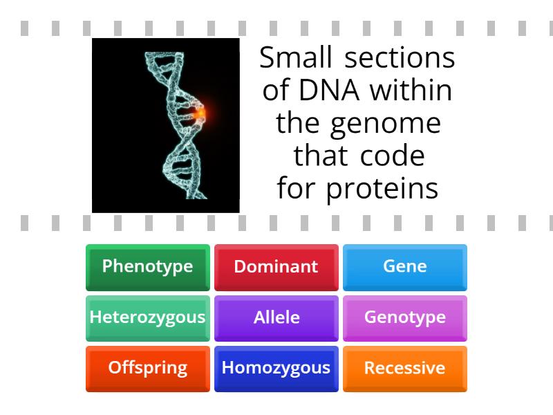Genetics Vocabulary Introduction - Cada oveja con su pareja