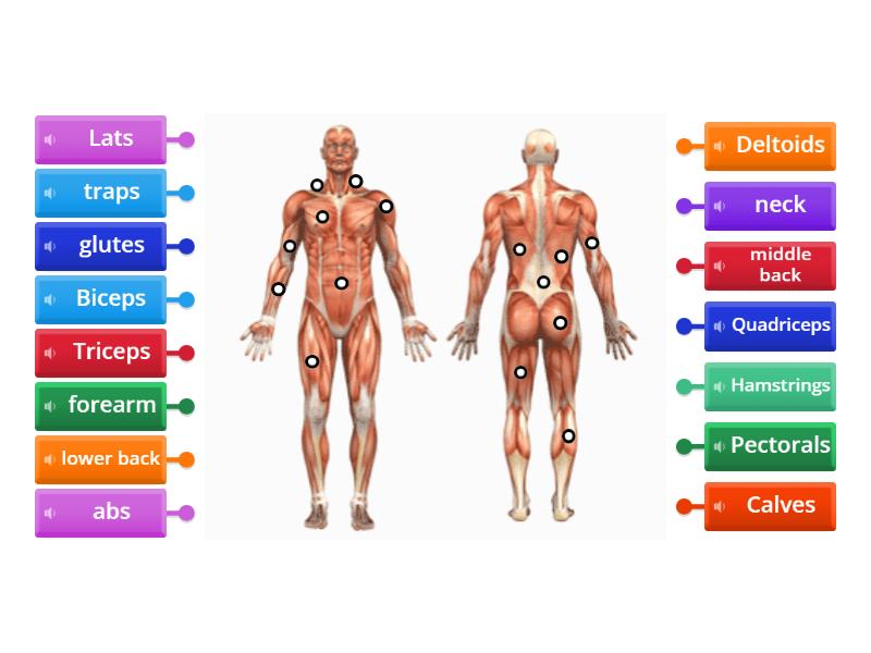 Body-building muscles - Labelled diagram