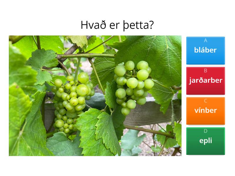 Íslenskir ávextir - Quiz