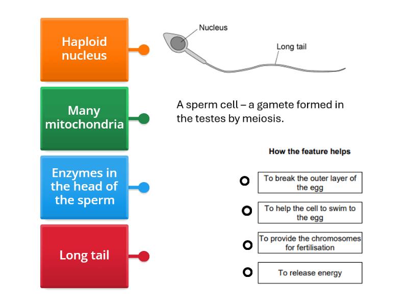 Adaptations of a sperm cell - Labelled diagram