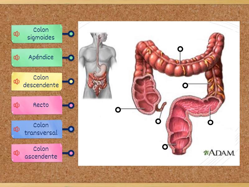 El intestino grueso - Diagrama con etiquetas