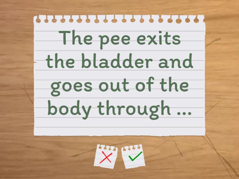 The urinary system - Flash cards