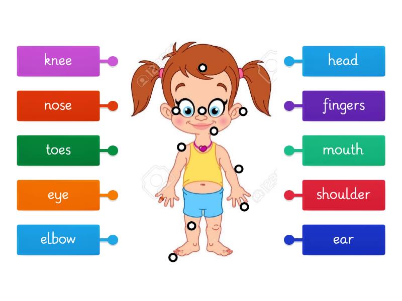 How many body parts can you name? - Labelled diagram