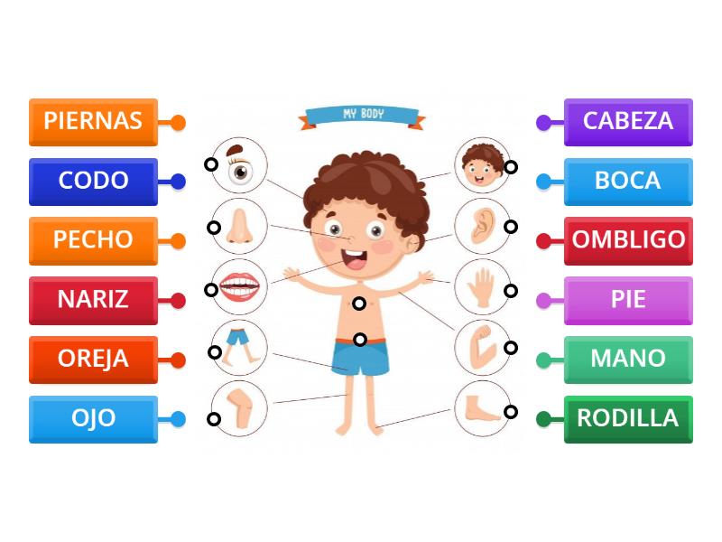 Partes Del Cuerpo 2 Labelled Diagram