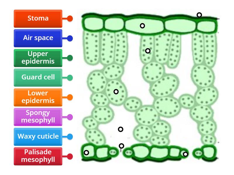 IGCSE Leaf structure - Labelled diagram