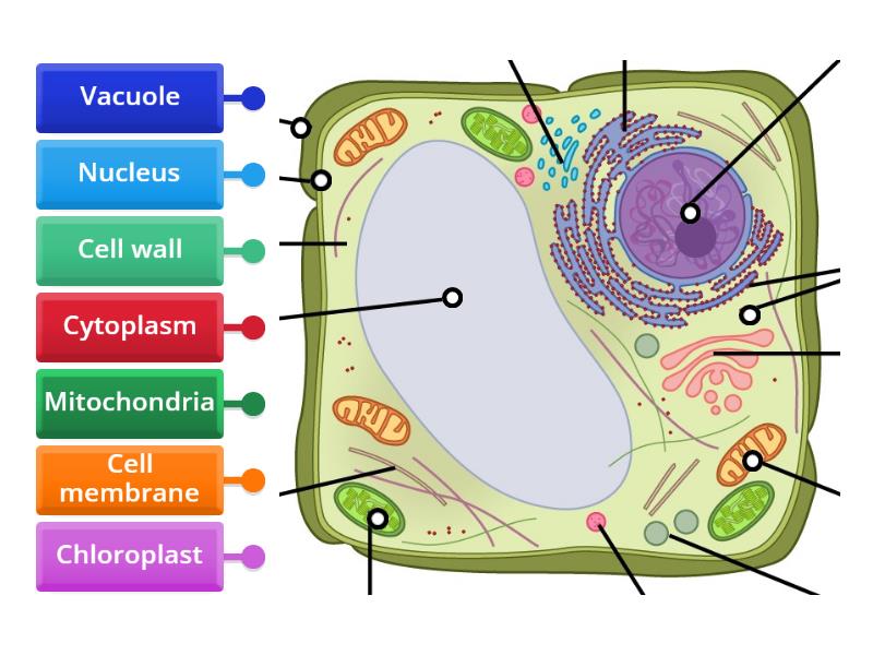 Plant cell - Labelled diagram